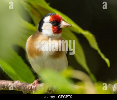 Cardellino in Mainsriddle giardino, vicino RSPB Mersehead, Dumfries and Galloway, Regno Unito Foto Stock