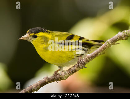 Lucherino Mainsriddle in giardino, vicino RSPB Mersehead, Dumfries and Galloway, Regno Unito Foto Stock