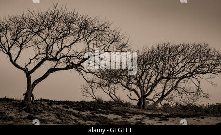 Assateague Island, Berlin Maryland USA Foto Stock