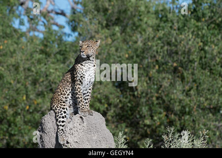 Femmina di leopard, Pula, Legadimas figlia, seduto sul tumulo termite Foto Stock