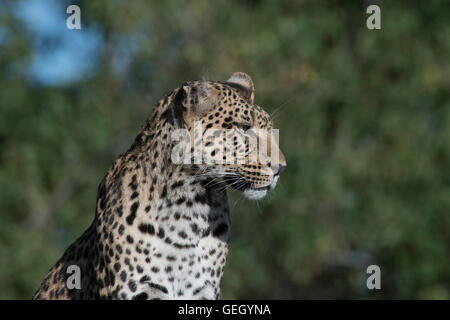 Femmina di leopard, Pula, Legadimas figlia, seduto sul tumulo termite Foto Stock