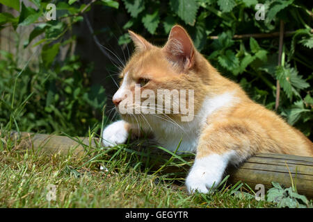 Lo zenzero cat cercando su log in legno Foto Stock