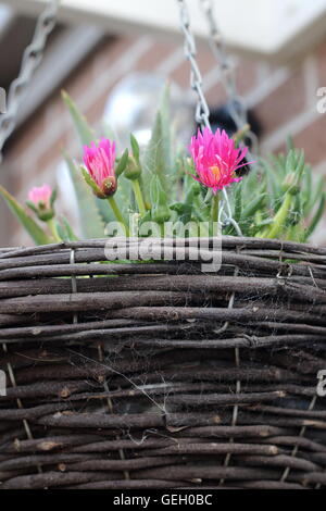 Close up Cephalophyllum o noto come Lido Big Pink crescente nella cesta appesa Foto Stock