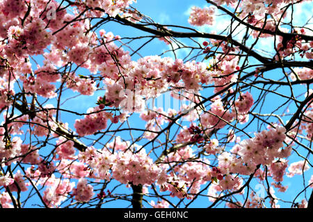 I rami degli alberi di rosa fiori di ciliegio contro il cielo blu Foto Stock