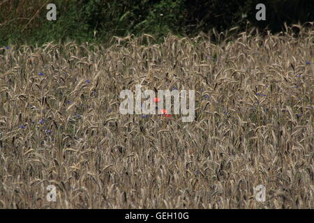 I papaveri sul campo di grano Foto Stock