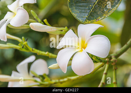 Il bianco e il giallo plumeria frangipani fiori con foglie sulla plumeria tree. Foto Stock