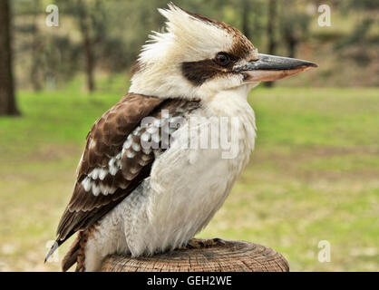 Kookaburra su un post in un parco nazionale in Australia Foto Stock