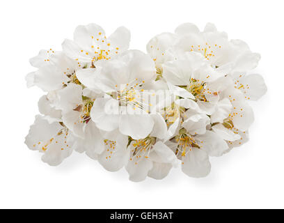 cherry blossoms isolated on white Foto Stock