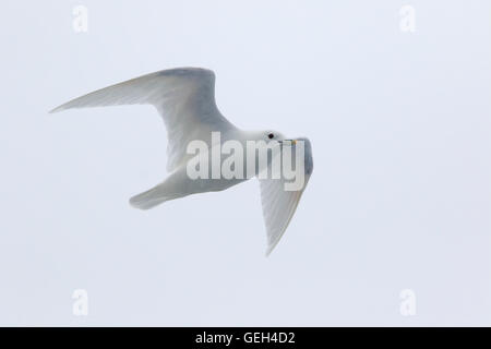 Adulto Gabbiano avorio in volo Foto Stock