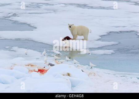 Orso polare e un gruppo di avorio Gabbiani sul pack artico ice mangiare una guarnizione di morti Foto Stock