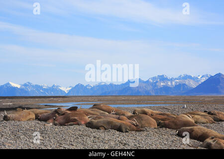 Gruppo di trichechi tirata fuori a Richard Laguna su Prince Karls Isola Svalbard Foto Stock