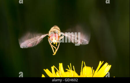 La marmellata di arance Hoverfly volare al di sopra fiore vicino. Foto Stock