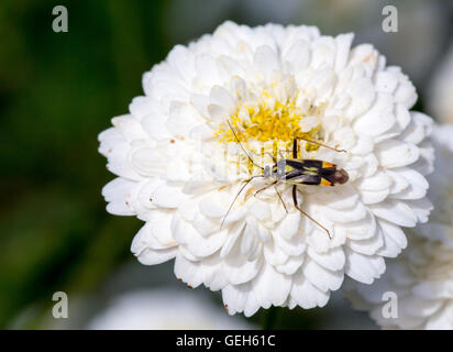 Bug, insetto su una fioritura camomilla, Romana (Anthemis Nobilis) fiore bianco, sfondo verde scuro Foto Stock