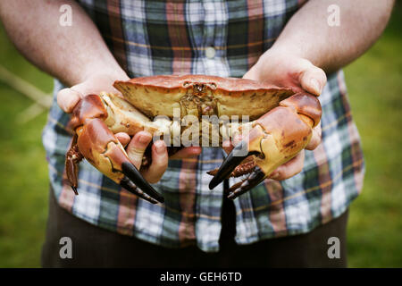 In prossimità di uno chef tenendo un granchio fresco nelle sue mani. Foto Stock