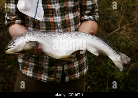 In prossimità di uno chef tenendo un salmone fresco nelle sue mani. Foto Stock