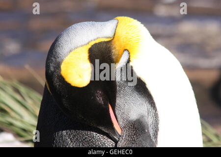 Sleeping pinguino reale sulla Georgia del Sud Foto Stock