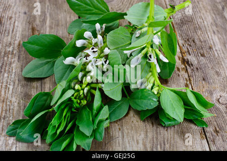 Le foglie e i fiori del fagiolo Foto Stock