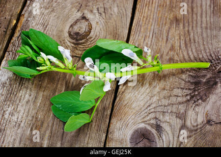 Le foglie e i fiori del fagiolo Foto Stock