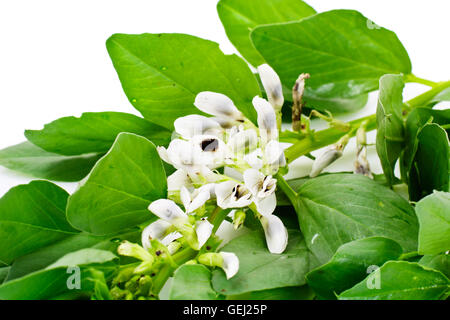 Le foglie e i fiori del fagiolo Foto Stock