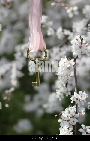 Il giardino segreto - golden key con nastro rosa su un ramoscello blossom Foto Stock