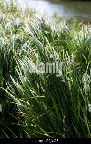 Verde lungo Canne al vento sul bordo o sulla riva di un lago o di un iver. Foto Stock