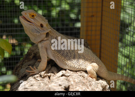 Drago barbuto, Pogona vitticeps Foto Stock