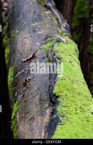 Close-up del registro caduto nei boschi, coperte di muschio e detriti in foglia Foto Stock