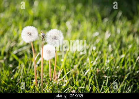 Il tarassaco andato alle sementi di prima serata luce su una soleggiata giornata di primavera. Foto Stock