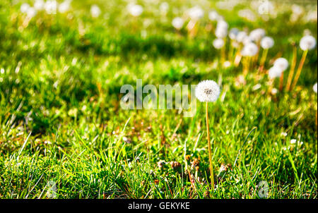 Il tarassaco andato alle sementi di prima serata luce su una soleggiata giornata di primavera. Foto Stock