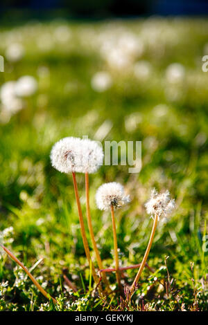 Il tarassaco andato alle sementi di prima serata luce su una soleggiata giornata di primavera. Foto Stock