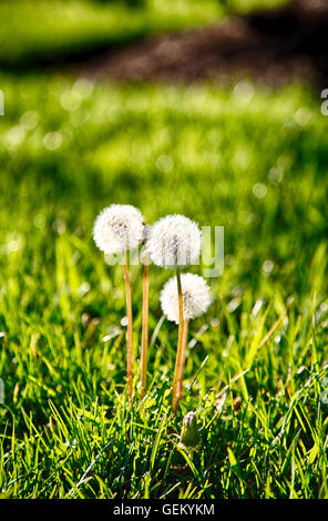 Il tarassaco andato alle sementi di prima serata luce su una soleggiata giornata di primavera. Foto Stock