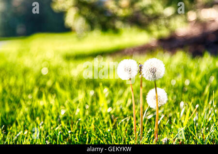 Il tarassaco andato alle sementi di prima serata luce su una soleggiata giornata di primavera. Foto Stock