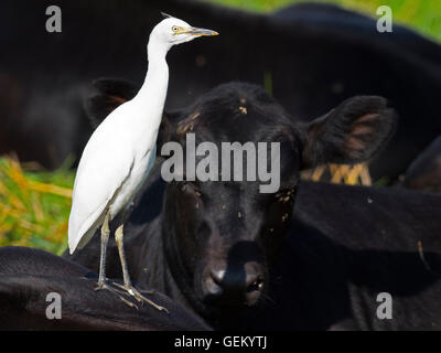 I capretti airone guardabuoi in piedi su bovini Foto Stock