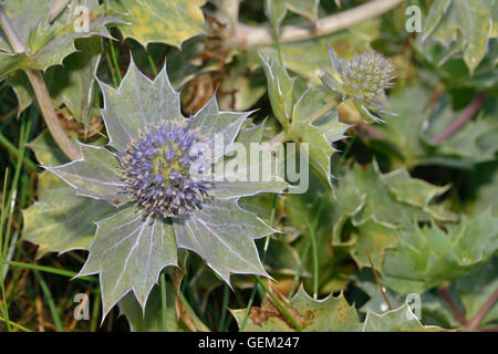 Mare Holly - Eryngium maritimum pungente Fiore di Mare Foto Stock