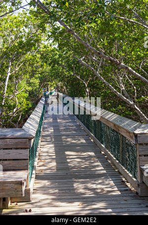 Florida Keys, lungo stato chiave Park, Golden Orb Sentiero Natura, boardwalk attraverso la foresta di mangrovie Foto Stock