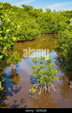 Florida Keys, lungo stato chiave Park, Golden Orb Sentiero Natura, vista dalla passeggiata attraverso la foresta di mangrovie Foto Stock