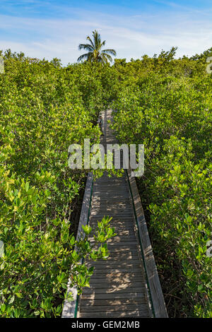 Florida Keys, lungo stato chiave Park, Golden Orb Sentiero Natura, boardwalk attraverso la foresta di mangrovie, vista dalla torre di osservazione Foto Stock