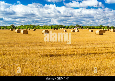 Pile di paglia - balle di fieno e laminati in pile a sinistra dopo la mietitura del grano orecchie, azienda agricola campo con raccolte Foto Stock