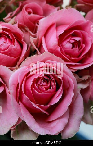 Close up rosa sbiadito rose Foto Stock