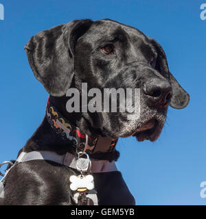 Nero Alano contro il cielo blu, ritratto, cane anziano con muso grigio Foto Stock