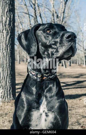 Nero Alano contro il cielo blu, ritratto, cane anziano con muso grigio, nel Parco in primavera Foto Stock