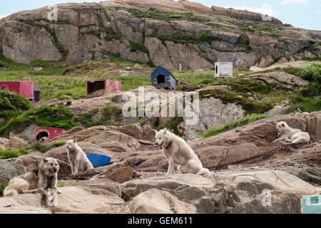 Groenlandese Huskies (Canis lupus familiaris borealis) cani incatenati fino all'esterno in estate. Sisimiut (Holsteinsborg), Qeqqata, Groenlandia. Foto Stock