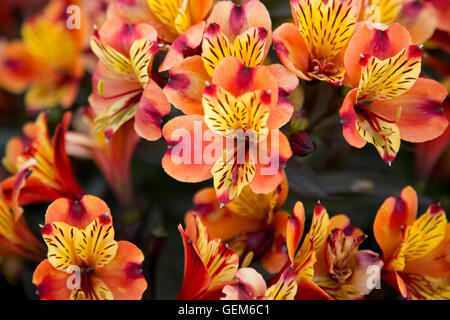 Alstroemeria 'estate indiana' Tesronto sul display a RHS Wisley Gardens, Surrey, England, Regno Unito Foto Stock