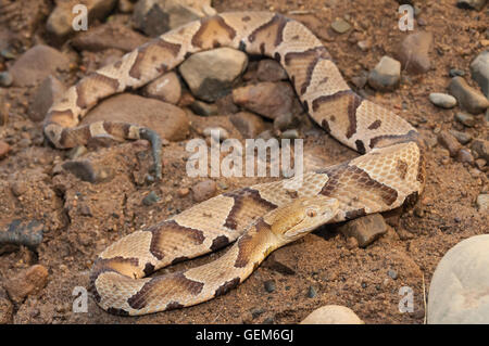 Copperhead settentrionale, Agkistrodon contortrix mokasen, nativo di EST negli Stati Uniti Foto Stock