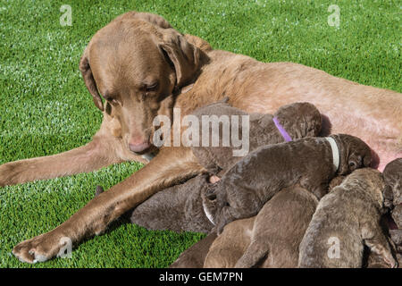 Due settimane vecchio Chesapeake Bay Retriever cuccioli di infermieri, figliata di 11 cuccioli Foto Stock