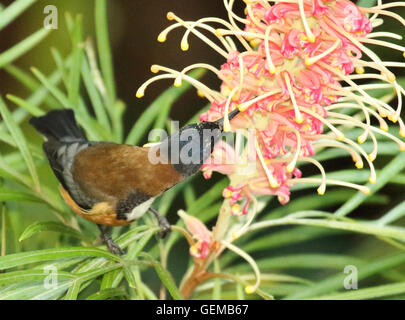 Un orientale Spinebill alimentazione su fiori. Foto Stock