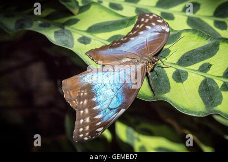 Blue Morpho Butterfly Foto Stock