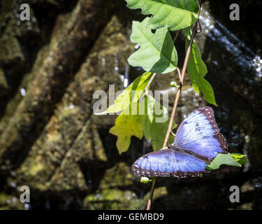 Blue Morpho Butterfly Foto Stock