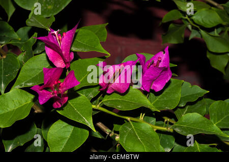 Bouganvillea Foto Stock