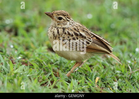 La boccola indocinese lark (Mirafra erythrocephala) è una specie di allodola nella famiglia Alaudidae. Foto Stock